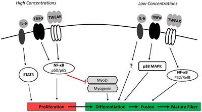 Divergent Roles of Inflammation in Skeletal Muscle Recovery From Injury